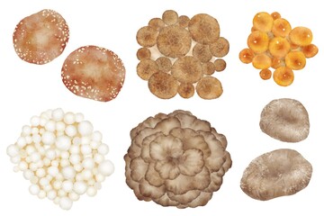 上から見たキノコのセット