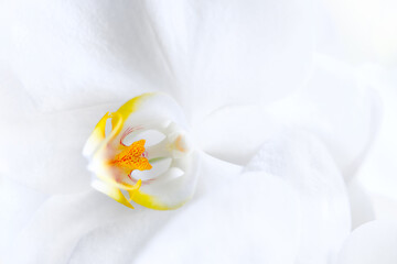 Obraz premium orchid flower closeup