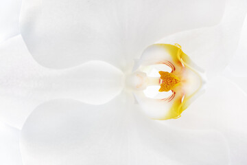 Naklejka na ściany i meble orchid flower closeup