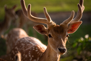 The fallow deer Dama dama to the family Cervidae. Head of a male deer. Cervus elaphus. Male