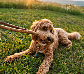 A cute dog at the sunset having fun as a puppy in a park play with wood