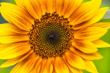 Sunflower close up made in Weert the Netherlands