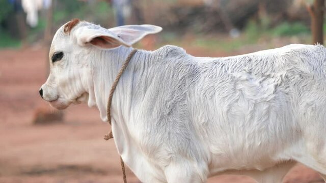 Brahman milky cows calf at Indian farm. Growing milky cows. Cattle supplementary feeding, selective focus without noise,moving image