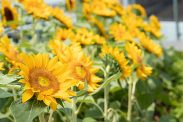 yellow flower in the garden
