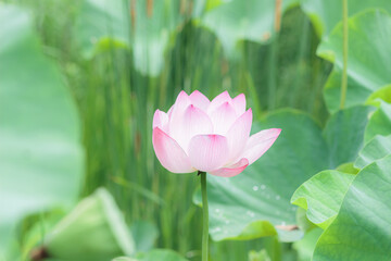 Obraz premium ぽつんと咲くハスの花