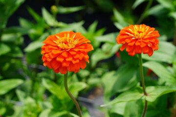 Colorful zinnia flowers in summer