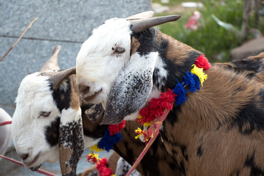 Image of goat in street market for sale on occasion of eid Muslim festival
