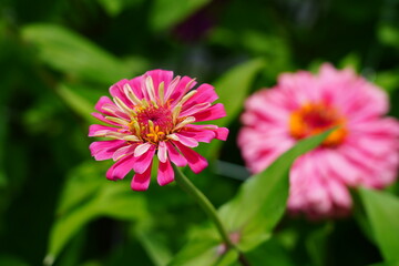 Obraz premium Colorful zinnia flowers in summer