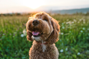 A cute dog at the sunset having fun as a puppy in a park
