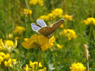 butterfly on a flower