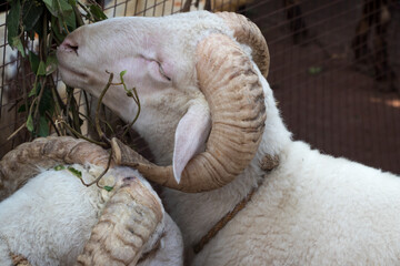 Image of goat in street market for sale on occasion of eid Muslim festival