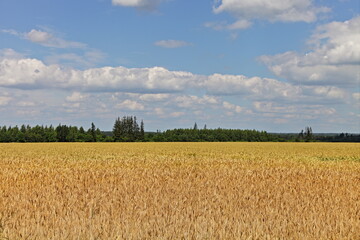 Beautiful European natural landscape, farming, ecology. Scenery green yellow rape field on blue sky background with green forest stripe on horizon on Sunny summer day