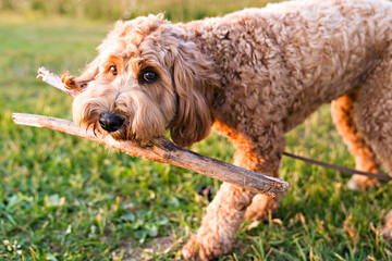 A cute dog at the sunset having fun as a puppy in a park play with wood