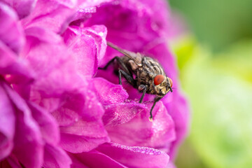 Fly insect sitting on pink flower