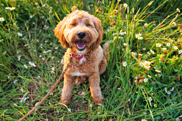 A cute dog at the sunset having fun as a puppy in a park