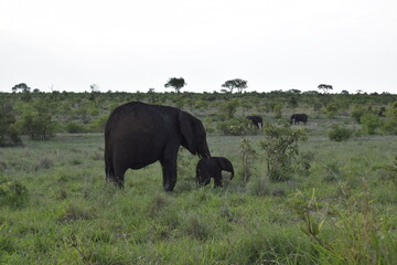 Fototapeta premium Travel Pics