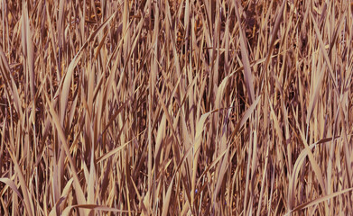 Texture of decorative narrow-leaved field grass in beige tones