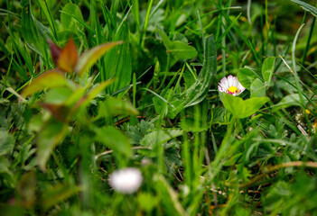 spring daisy flowers in the grass