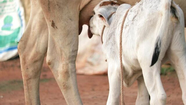 Indian cow cattle drink milk from mother cow,young calf drinking milk from cow's udder,selective focus without noise,
