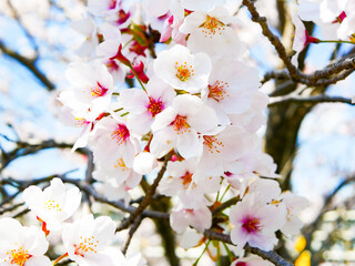 cherry tree blossom