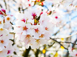 tree blossom