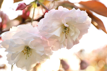 Obrazy na Szkle  Kwitnąca różowa sakura na zewnątrz w wiosenny dzień, zbliżenie