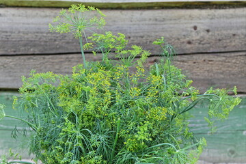 Fresh green dill bouquet on the background of a weathered rural wooden house, natural vegetables
