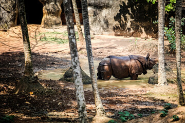 single adult brown rhinoceros without horn stands in green pond water in zoo