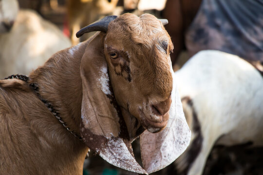 Image of goat in street market for sale on occasion of eid Muslim festival