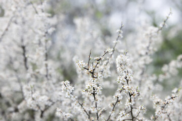 smooth white flowers on a branch in spring bokeh