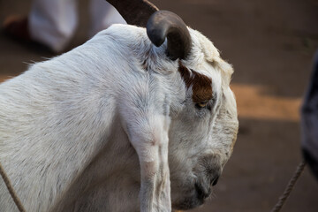 Image of goat in street market for sale on occasion of eid Muslim festival