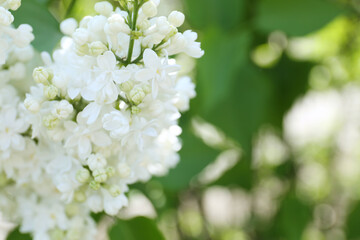 Obraz na płótnie Canvas Closeup view of beautiful blooming lilac shrub with white flowers outdoors
