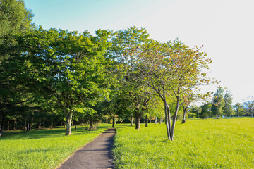 新緑の公園