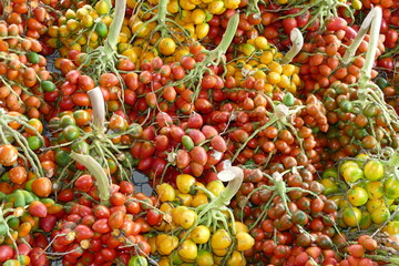 Pupunha fruits (Bactris gasipaes), an edible and delicate palm fruit native in Amazon rainforest, Amazon state, Brazil