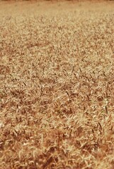 wheat field. rich harvest in agriculture