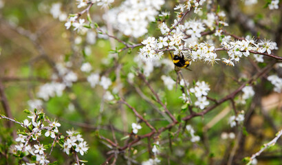 bumblebee on a white flower with nice green bokeh