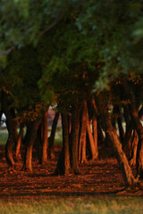 Oak Forest with Sunset Light in Summer