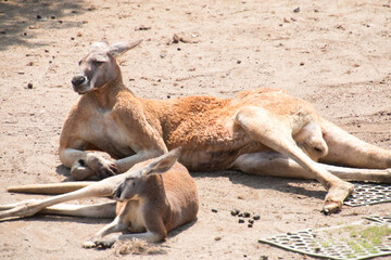 太々しいカンガルー