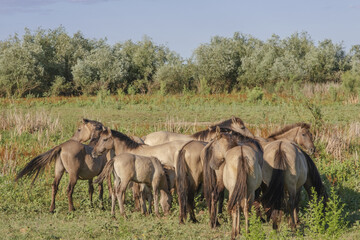 Herd of Wild Konik or Polish primitive horse on Ermakov island © Andriy Nekrasov