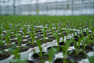 Young shoots of greenery in a greenhouse close-up.