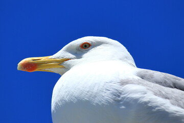 Sea gull close up, blue sky in background