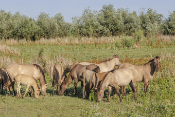 Naklejka na ściany i meble Herd of Wild Konik or Polish primitive horse grazes on the Ermakov island