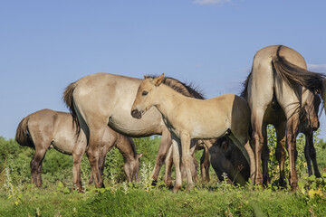 Naklejka na ściany i meble Foal in the herd - Wild Konik or Polish primitive horse. The first three foals were born on Ermakov Island