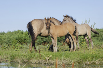 Naklejka na ściany i meble Foal in the herd - Wild Konik or Polish primitive horse. The first three foals were born on Ermakov Island