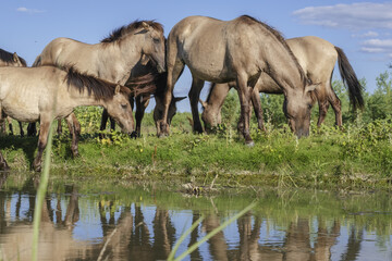 Obraz na płótnie Canvas Herd of Wild Konik or Polish primitive horse grazes near the river