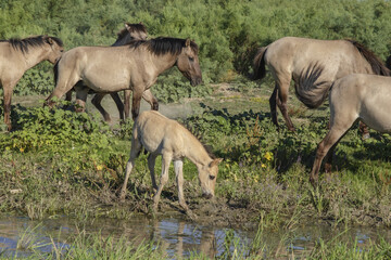 Foal in the herd - Wild Konik or Polish primitive horse at the watering hole. The first three foals were born on Ermakov Island