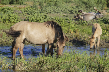 Foal in the herd - Wild Konik or Polish primitive horse at the watering hole. The first three foals were born on Ermakov Island © Andriy Nekrasov