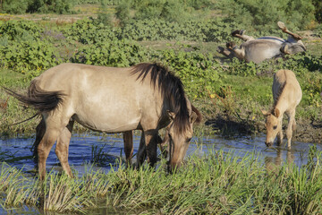Foal in the herd - Wild Konik or Polish primitive horse at the watering hole. The first three foals were born on Ermakov Island