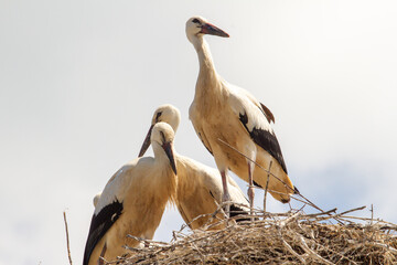 Young storks in Cristian, Romania