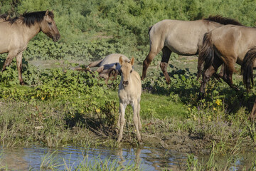 Foal in the herd - Wild Konik or Polish primitive horse. The first three foals were born on Ermakov Island © Andriy Nekrasov